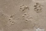 Otter - trails