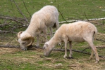 Ouessant Sheep