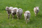 Ovis aries