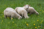 Ovis aries