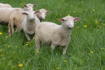 Ovis aries