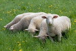 Ovis aries