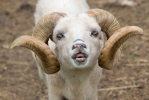 Ovis orientalis aries Ouessant