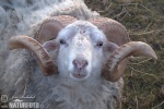 Ovis orientalis aries Ouessant