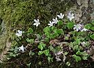 Oxalis acetosella