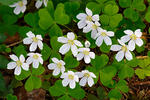 Oxalis acetosella