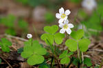 Oxalis petite oseille