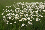 Oxeye Daisy