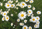 Oxeye Daisy