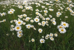 Oxeye Daisy