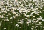 Oxeye Daisy