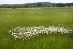 Oxeye Daisy