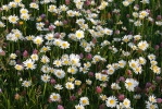 Oxeye Daisy