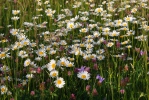 Oxeye Daisy