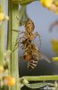 Oxyopes heterophthalmus