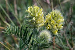 Oxytropis pilosa