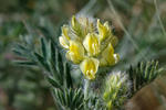 Oxytropis pilosa