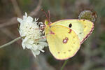 Pale Clouded Yellow