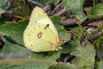 Pale Clouded Yellow