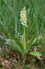 Pale-flowered Orchid