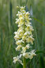 Pale-flowered Orchid