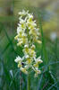 Pale-flowered Orchid