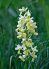 Pale-flowered Orchid