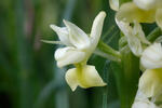 Pale-flowered Orchid