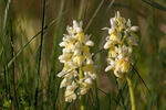 Pale-flowered Orchid