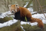 Panda-vermelho