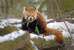 Panda-vermelho