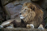 Panthera leo