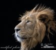 Panthera leo