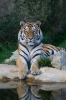 Panthera tigris altaica