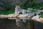 Panthera tigris altaica