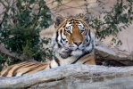 Panthera tigris altaica