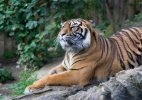 Panthera tigris sumatrae