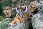 Panthera tigris sumatrae