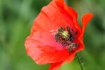 Papaver rhoeas