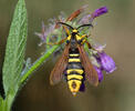 Papillon frelon