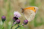 Paprastasis jautakis satyras