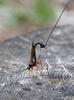 Parasitic Wasp