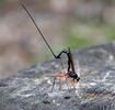 Parasitic Wasp