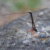 Parasitic Wasp