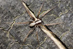 Pardosa lugubris