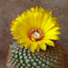 Parodia aureispina
