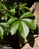 Parthenocissus quinquefolia