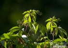 Parthenocissus quinquefolia