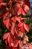 Parthenocissus quinquefolia