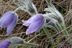 Pasque Flower